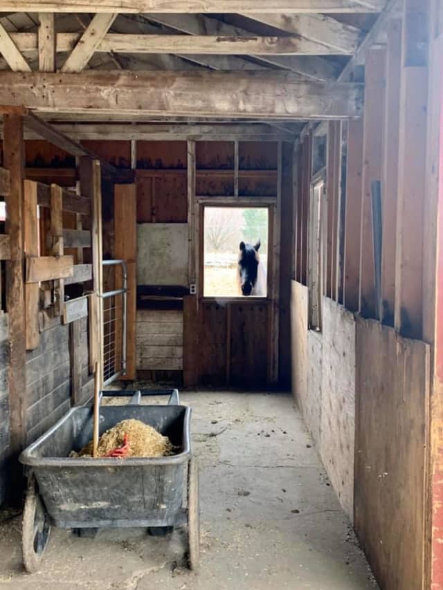 Bergen County Horse Rescue at Mahrapo Farms