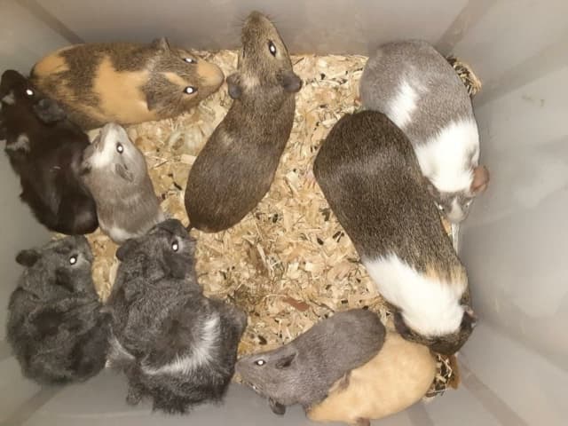 A look at the 10 abandoned guinea pigs.