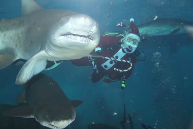 Santa Claus dives among the sand tiger sharks in The Maritime Aquarium at Norwalk’s “Ocean Beyond the Sound” exhibit.