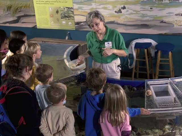 The Maritime Aquarium at Norwalk is seeking volunteers to help interpret exhibits – such as the Intertidal Touch Tank – for Aquarium guests.