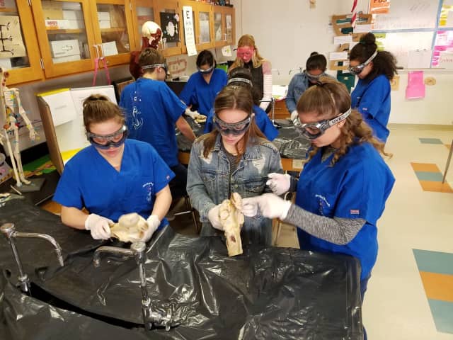 Students in Hendrick Hudson High School’s PLTW Biomedical class examine cow elbows and long bones.