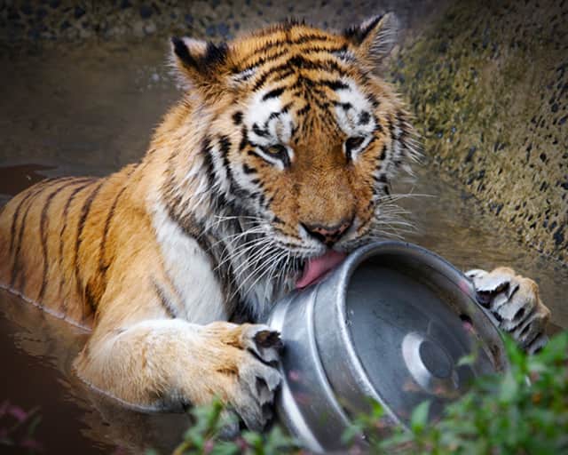 Beardsley Zoo will host Brew at the Zoo on Oct. 10.