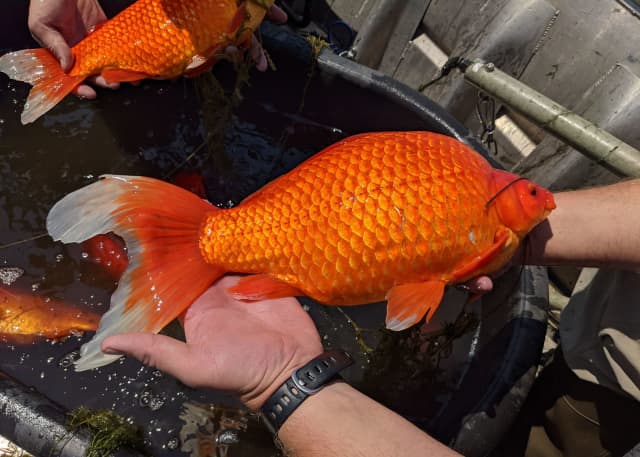 Giant goldfish were found in a lake in Burnsville, Minnesota.