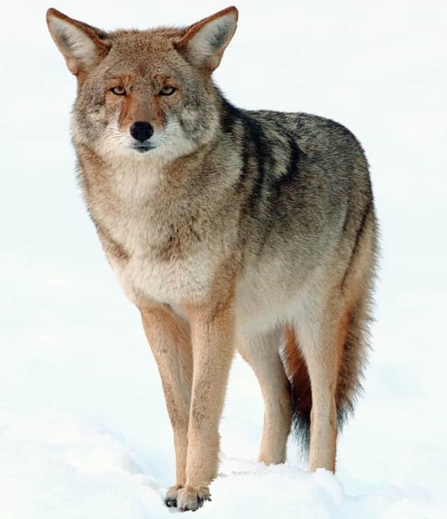 Recent coyote encounters in Westport led police to issue several warnings.