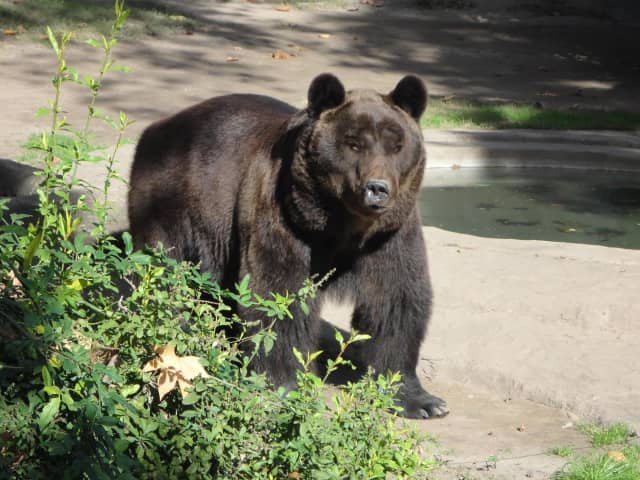 Kaszycki told the judge last November that it was out of hunting season in October 2012 when he killed the 450-pound male bear in violation of New Jersey state law. It then became a federal crime.