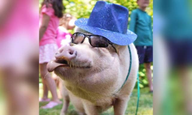 Gilbert the Party Pig