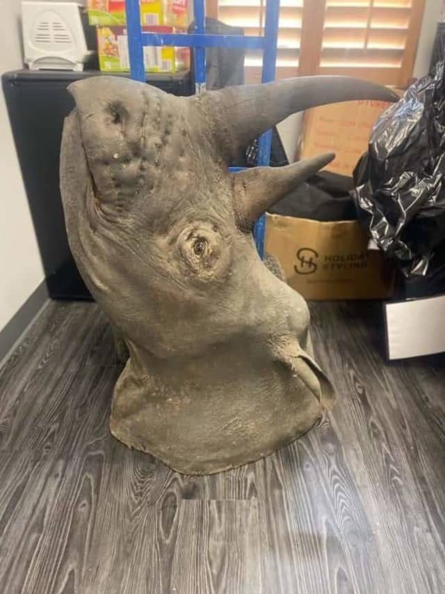 The taxidermied rhinoceros head found in Aspinwall, Pennsylvania.