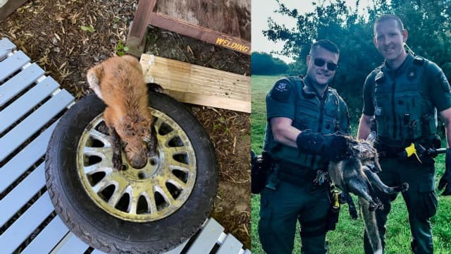 Environmental conservation officers in Connecticut rescued a fox after the animal was found trapped in a tire over the weekend.