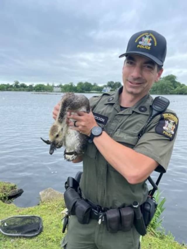 The gosling was rescued and released back into Argyle Lake.