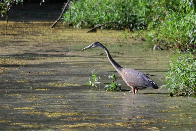 Great blue heron, typical of birdlife that can be seen at the White Barn habitat on the Norwalk-Westport border.