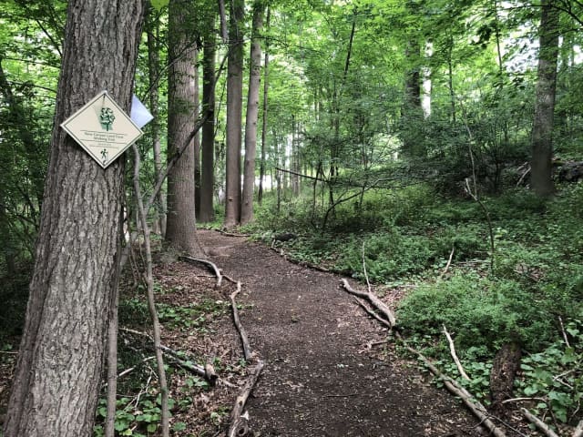 The Greenlink Trail in New Canaan.