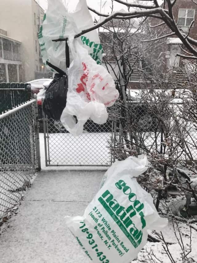 Westchester Count is the latest community to consider a ban on single-use plastic bags, like these ones caught in some trees, to reduce environmental pollution.