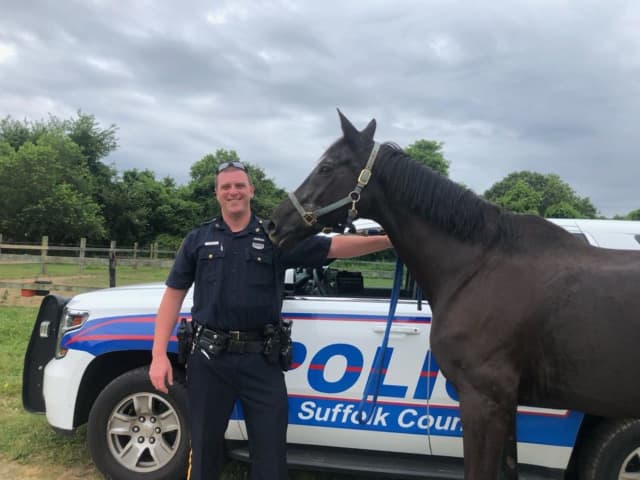 Oppie the horse, with Highway Patrol Officer Matthew Siesto, was rescued by police after taking a walk on Sunrise Highway.