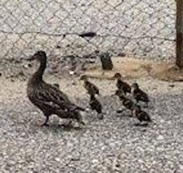 The ducks head out for the weekend after being saved.
