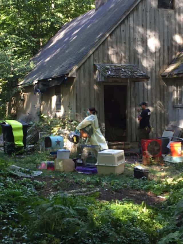 A parrot is brought out of an outbuilding at 82 Newtown Turnpike in Weston last month. Officials seized hundreds of birds and snakes — both dead and alive — from buildings on the property.