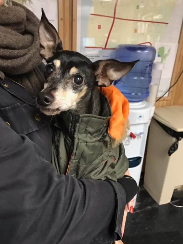 This little doggie was found on Harriman Road in the CedarRidge section of Irvington Sunday.