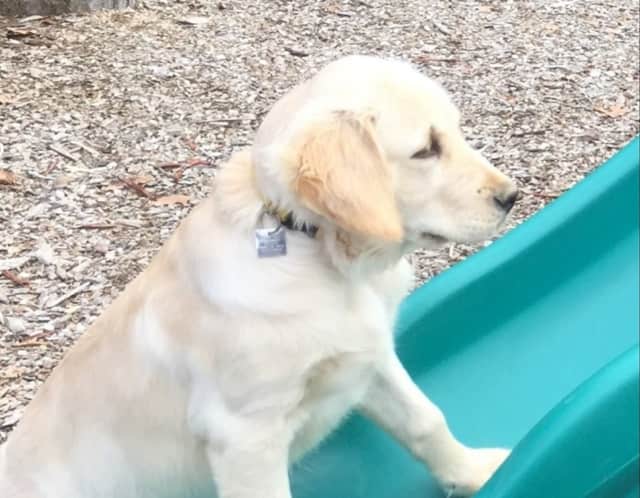 Buddy, a golden Lab from Carmel, has gone missing.