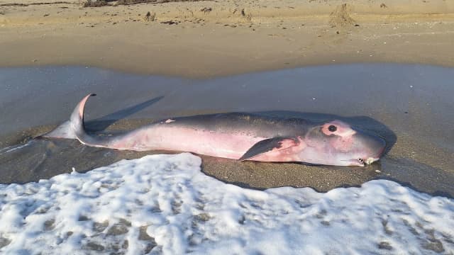 A pygmy sperm whale was found dead on Russian Beach.