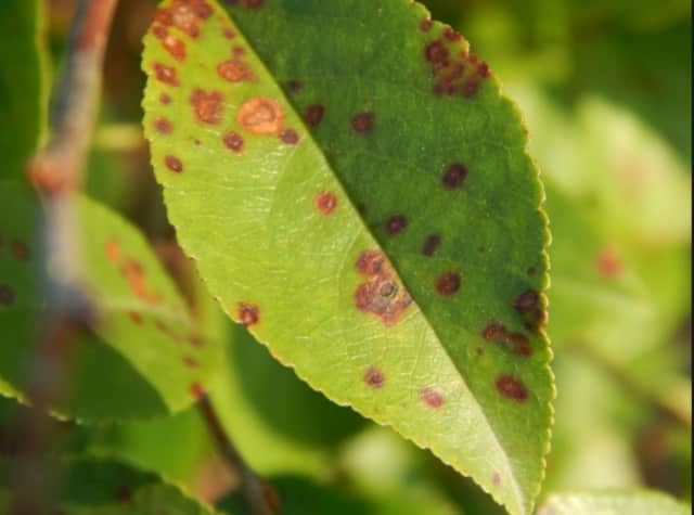 Leaf spots and bush blight can turn a beautiful tree or hedge brown, unless the proper treatment is taken.