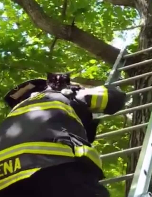 A Greenwich firefighter carries a cat down from a tree.