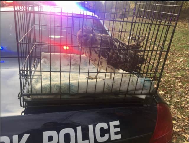 The injured hawk was placed in a cage by a town resident before being transported by police.
