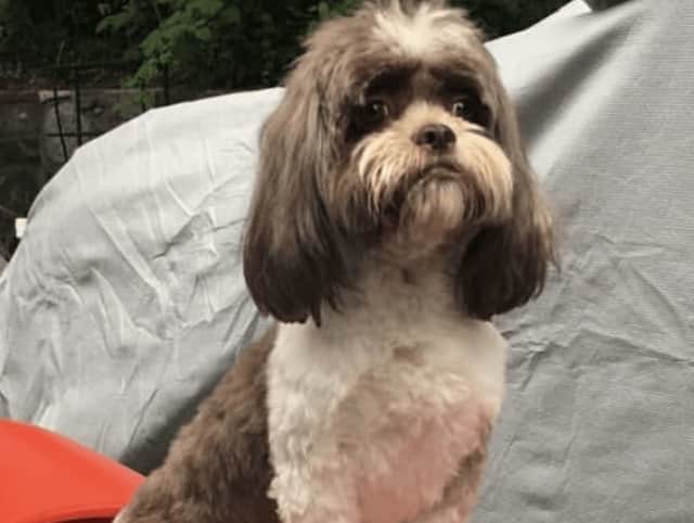 Dexter, a therapy dog, has been reported missing in Ossining.