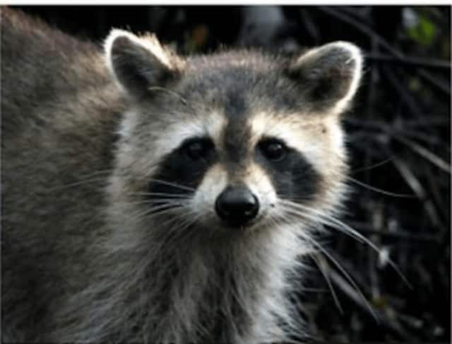 A rabid raccoon was found at Germonds Park in Clarkstown.