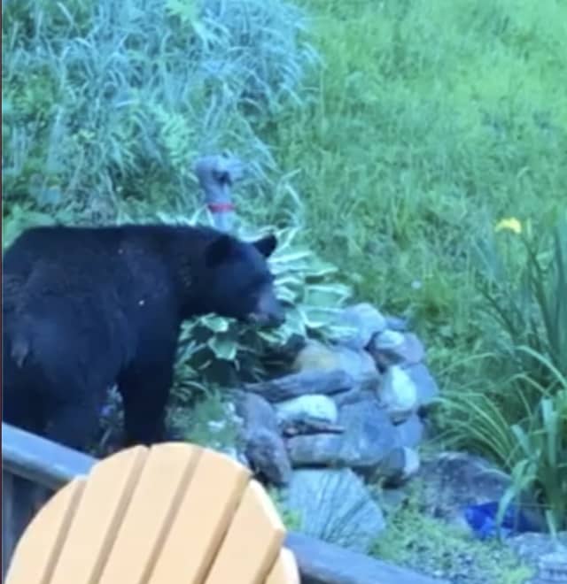 A black bear has been making the rounds in Westchester.