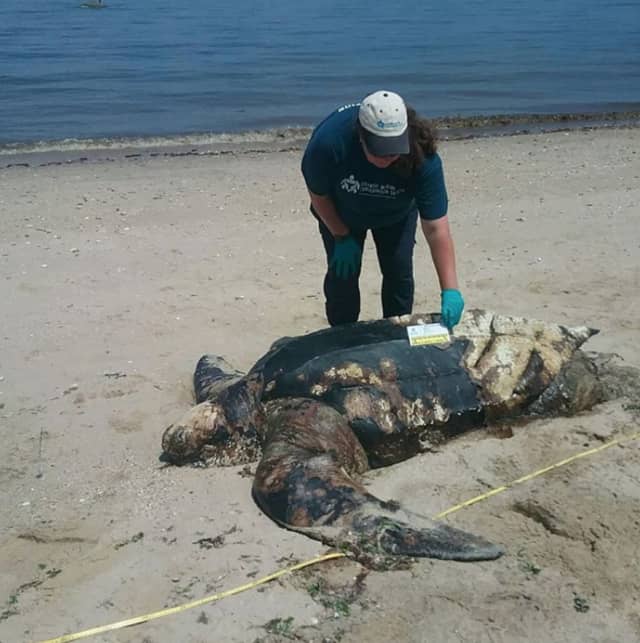 Kimberly Durham of the Atlantic Marine Conservation Society assesses the sea turtle near Callahan's Beach in Fort Salonga.