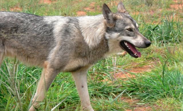 A coyote attacked a dog in Connecticut.