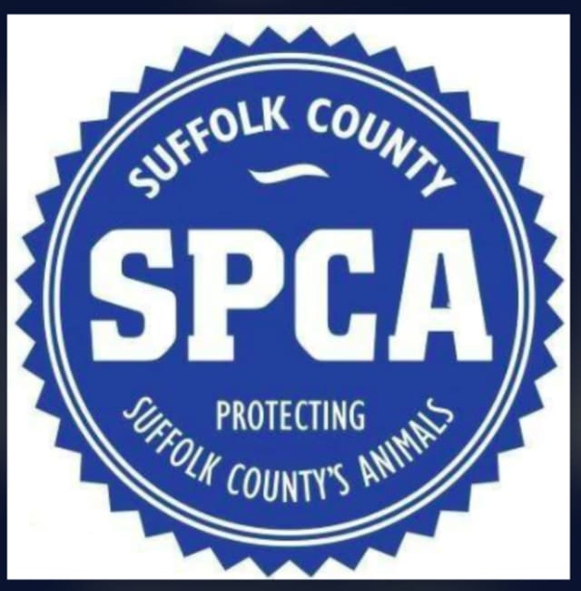 Two are facing charges for allegedly abusing three Yorkshire Terriers that were found to be living in squalor on Long Island, according to the SPCA.