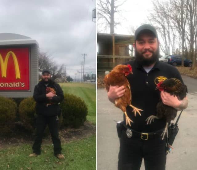 ACO Robbie and loose chickens caught wreaking havoc at a Warren County McDonald's.