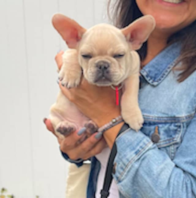 The 3-month old French Bulldog, a male named Zushi.