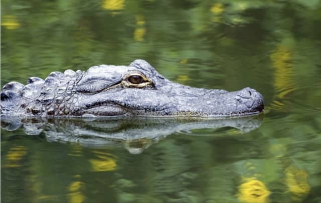 An alligator was spotted in Hampden County.