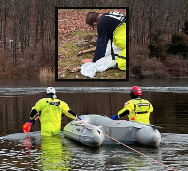 A deer that had gotten trapped on a section of ice was rescued from a Hunterdon County reservoir Thursday afternoon, authorities shared in a touching series of photos.