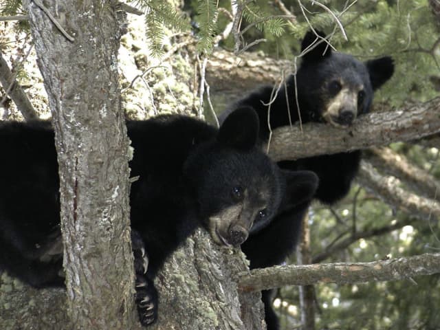 Two black bear cubs were rescued by Connecticut DEEP in Newtown.