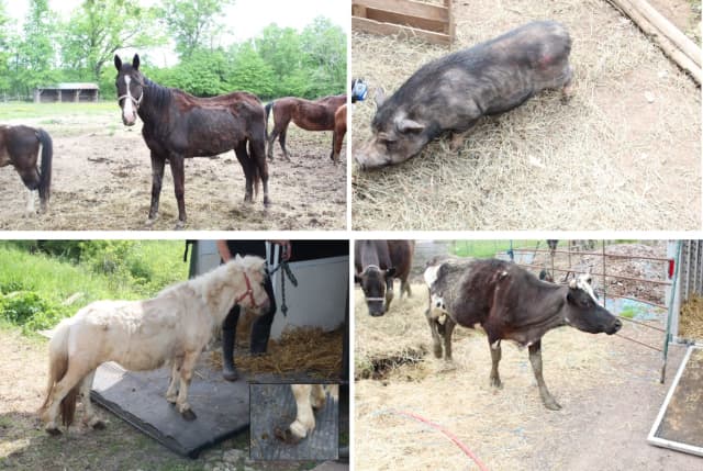 Dozens of neglected and dead animals were found at a New Jersey nonprofit rescue group as the owner was slapped with cruelty charges and other weapons and drug offenses, authorities announced.