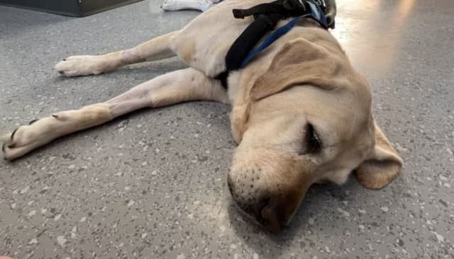 O'Hara the guide dog is also known as the "Goodest Girl in STEM" to thousands of TikTok viewers