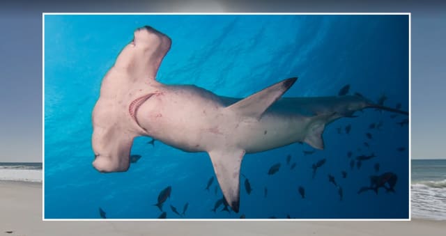 Beachgoers spotted a hammerhead shark off the coast of Ladies Beach in Nantucket over the weekend.