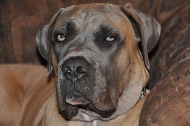 Two Cane Corso dogs, like the one seen here, attacked and severely injured a woman jogger.
