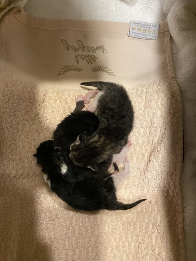 Police officers found three newborn kittens when answering a call for a suspicious box.