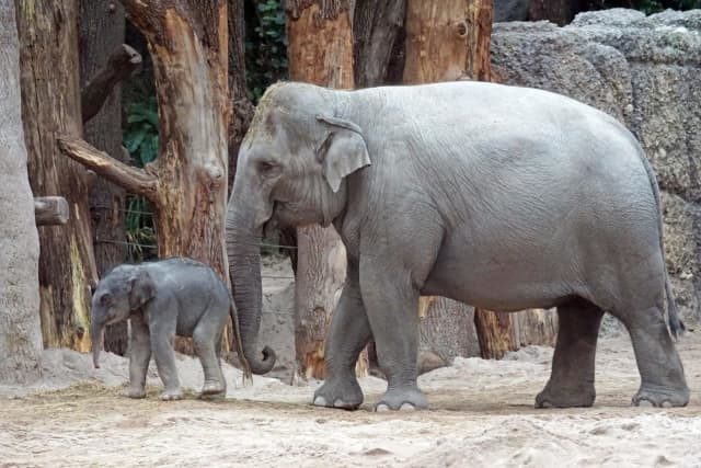 The New York Court of Appeals has determined that an elephant at the Bronx Zoo is not a "legal person," rejecting a nonprofit organization's argument that the animal is being unlawfully imprisoned.
