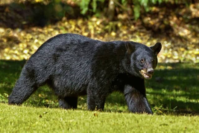 A bear charged at and attacked a woman in Sussex County, sending her to a local hospital, state police said.