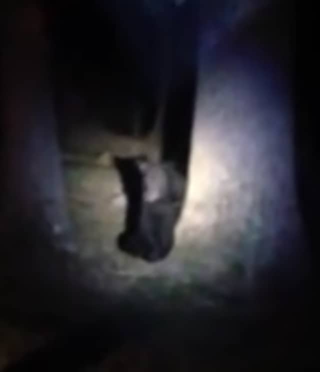 A screen capture from a Northvale police officer's video of the Rockleigh bear.
