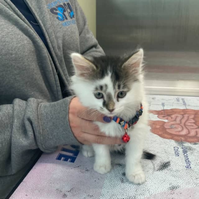 A kitten that was reportedly injured at the hands of veterinarian Javier Diaz at Main Street Animal Hospital in Elmsford.