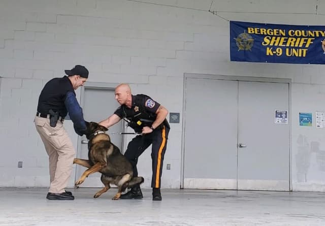 Bergen County Undersheriff Vincent Quatrone helps in a demonstration while Officer Dario Terrana and K-9 partner Armani negotiate terms of the leash.