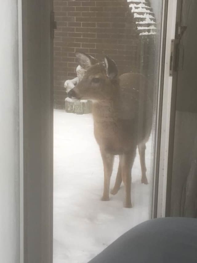A deer on a porch, not on the road.