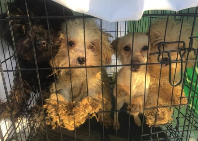 Oakland Shelter Takes In 12 Severely Neglected Dogs Abandoned In