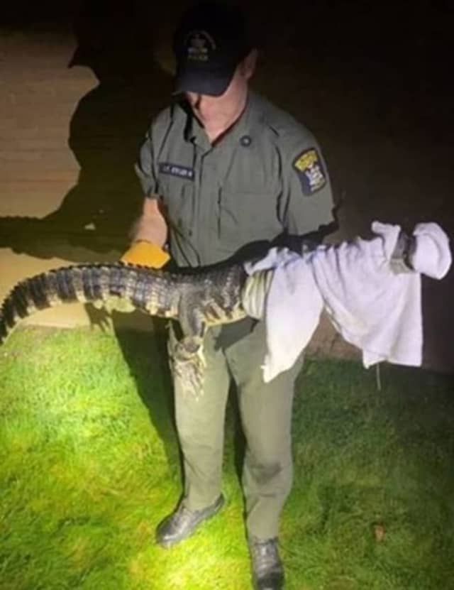 A 4-to-5-foot alligator was found on the grounds of an area junior high school.