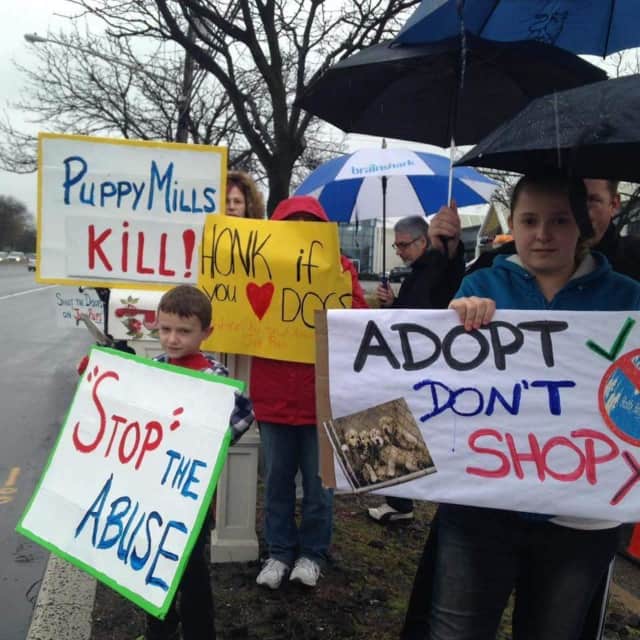 "Adopt Don't Shop" reads a sign held by a young protestor outside of Just Pups on Route 17 in Paramus.